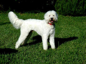 KODY WL 7