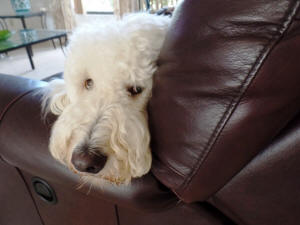 KODY WL 8