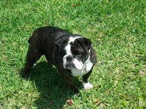 Lexie at the backyard.