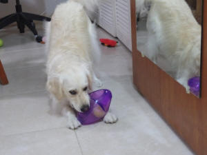 LEXIE WL 6