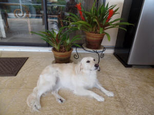 LEXIE WL 8
