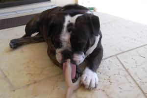 LEXIE WL 1