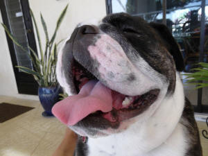 LEXIE WL 2