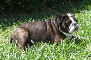 LEXIE WL 3