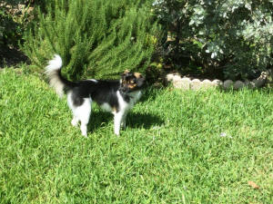 LILA WL 2A