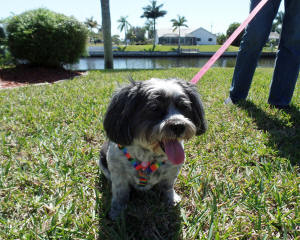 LILY WL 2