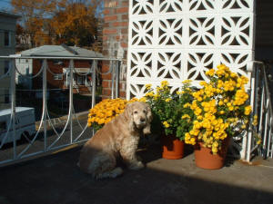 Linda en terraza
