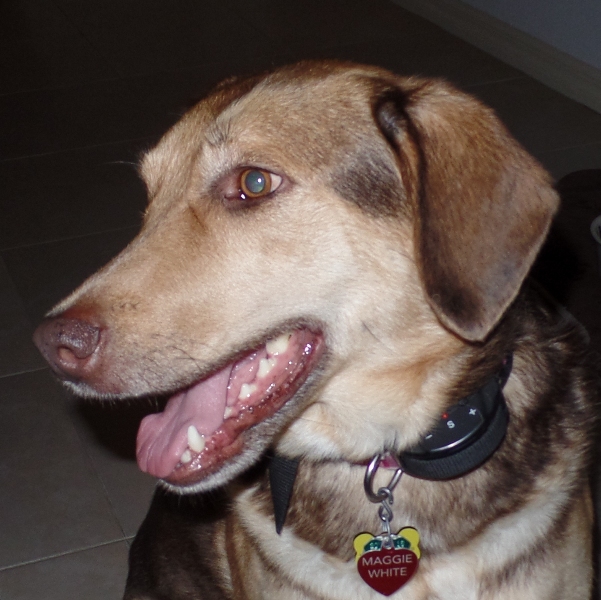 MAGGIE SD
