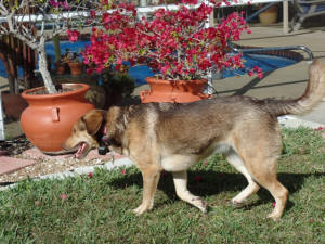 MAGGIE WL 1