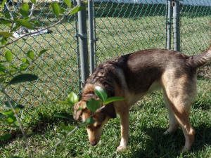 MAGGIE WL 3