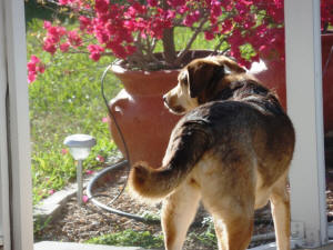 MAGGIE WL 4