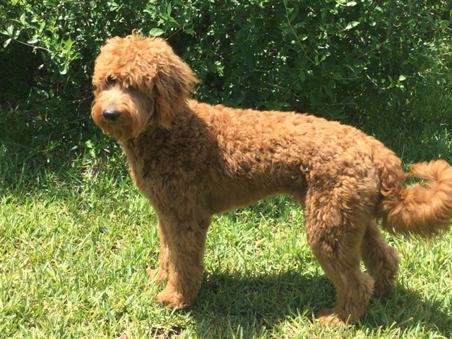 MARLEY  & OLIVER WL 2