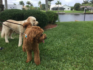 MARLEY & MAX WL 4