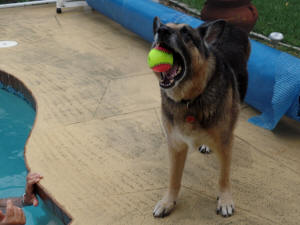 MAX ROMEO WL 2