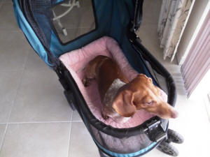 MOLLYIN THE STROLLER
