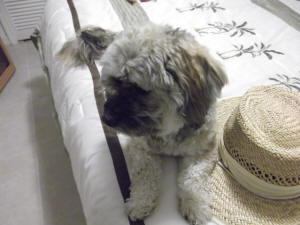 OLIVER ON THE BED
