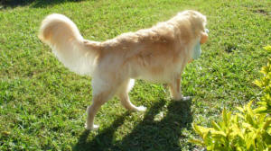 DUNCAN AT THE BACKYARD