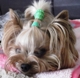 PIXIE 80 X 80