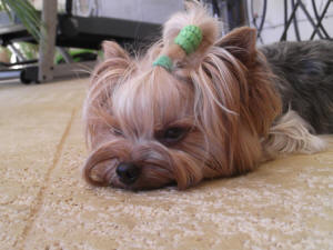 PIXIE 3