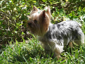 PIXIE