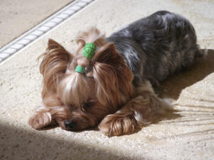 PIXIE
