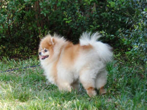 POOKI WL 2