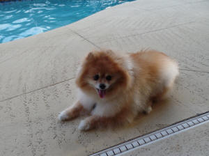 POOKIE WL 3