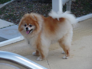 POOKIE WL 4