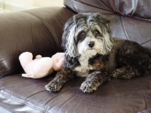 PRINCESS WL 5