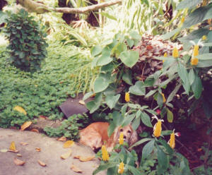Patio en Cuba