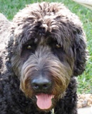 ROCKIE EMAIL SMALL