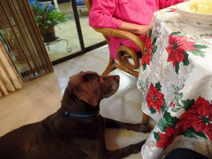 BUDDY AT THE DINNER TABLE