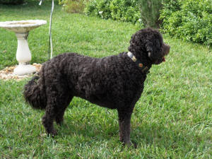 ROCKIE