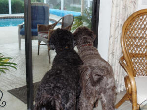 CHEWIE & ROCKIE