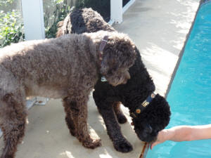 CHEWIE & ROKIE