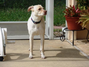 ZOEY