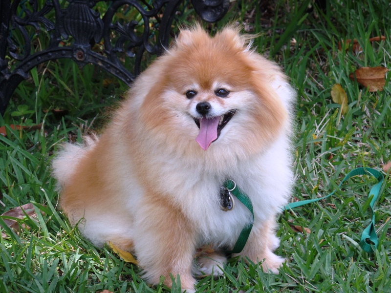POOKIE SMALL DOCUMENT