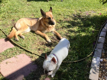 SASHA & SIMONE DS 3