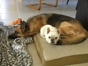 SASHA & SIMONE DS 6