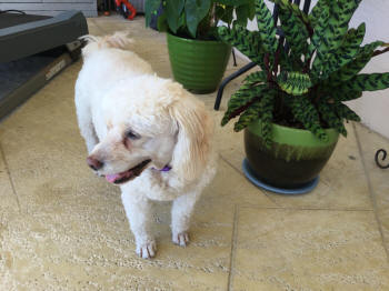 SOOKI DS 4