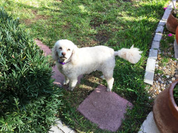 SOOKI DS 7