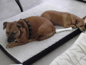SPARKEY AND TINKA