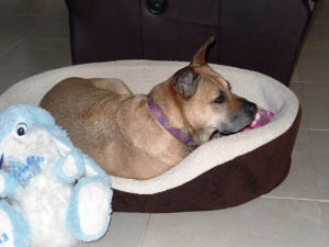 SWEET PEA ON HER BED