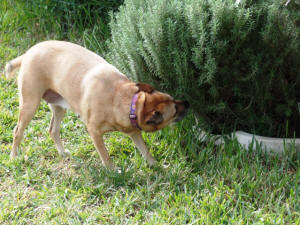 SWEET PEA AT THE BACKYARD