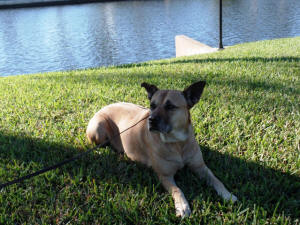 SWEET PEA AT THE CANAL