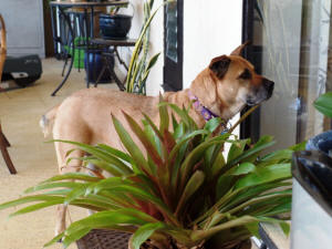 SWEET PEA AT THE DOOR