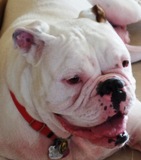 TAZZ EMAIL SMALL 2