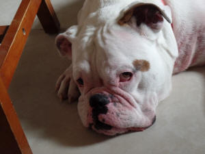 TAZ WL 2